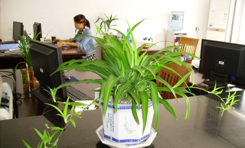 办公室装饰物——植物推荐